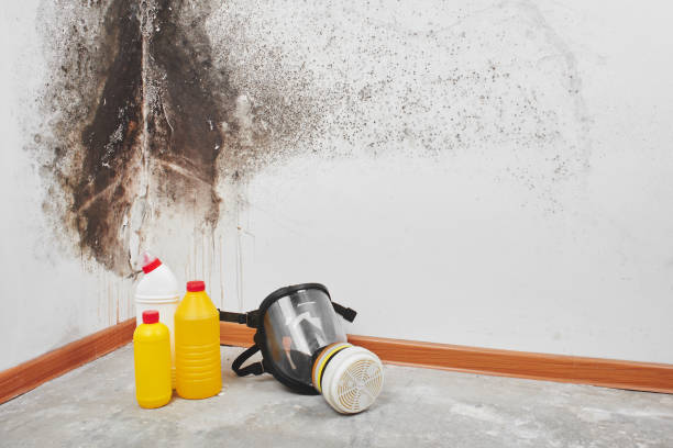 Best Basement Mold Removal  in USA