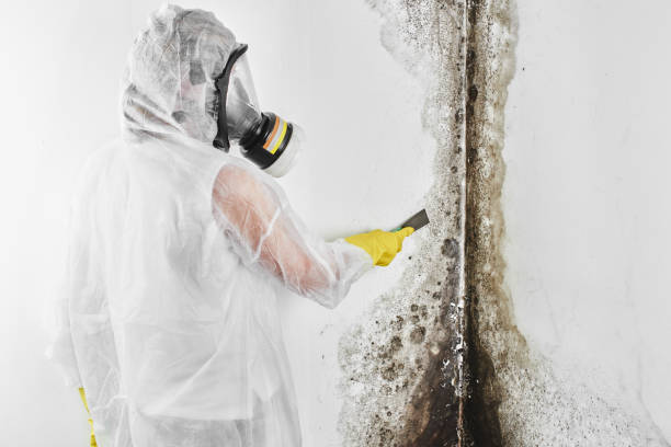 Best Mold Odor Removal Services  in USA